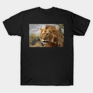 Cat: Large Male Lion Looking Intently as He Comes Out of the Bush, Maasai Mara, Kenya T-Shirt